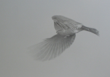 flight_ii.jpg