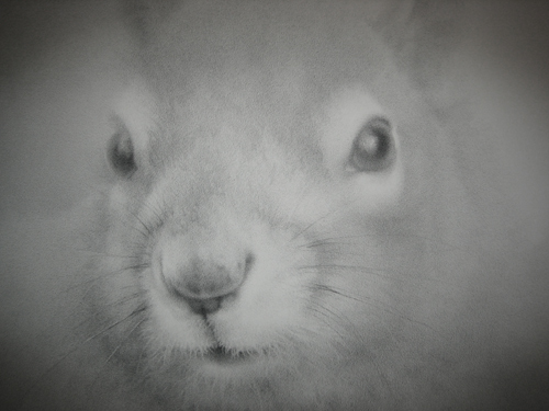 squir_02.jpg