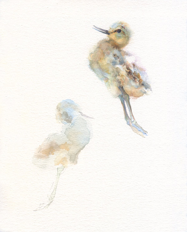 avocet02 avocet02