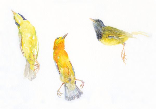warblers_01 warblers_01