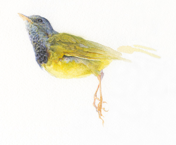warblers_01_det01 warblers_01_det01