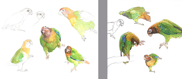 parrots parrots