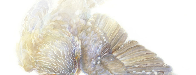 ©Catherine Hamilton 2013, with all rights reserved