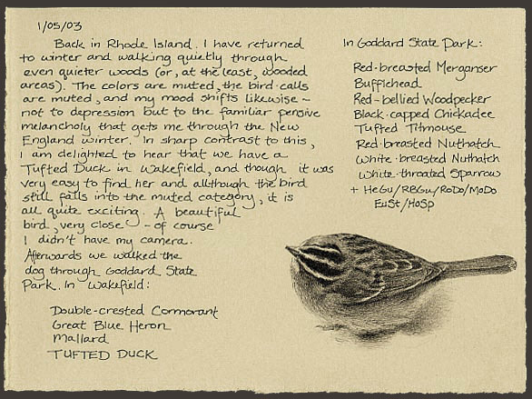 white-throated sparrow