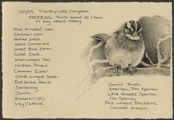white-throated sparrow