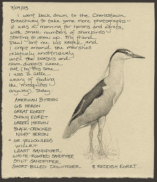 black-crowned night heron